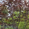 Acer palmatum 'Red Emperor' - Foto 1