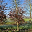 Carpinus betulus - 5