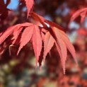 Acer palmatum 'Atropurpureum' - Foto 2