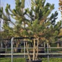 Pinus nigra 'Nigra' - november 2025 met ruiende naalden