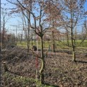 Carpinus betulus - 2