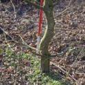 Carpinus betulus - 4