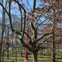 Carpinus betulus - 3