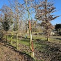 Carpinus betulus - 1