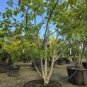 Juglans regia - 4