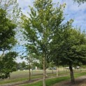 Fagus sylvatica 'Zlatia' - Foto 1