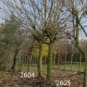 Platanus hispanica - 1
