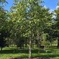 Juglans regia - Foto 2