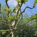Platanus x hispanica 'Alphen's Globe' - 10
