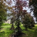 Fagus sylvatica 'Atropunicea' - juni 2026