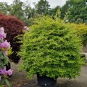 Fagus sylvatica - mei 2025