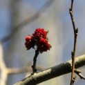 Parrotia persica - impressie bloei