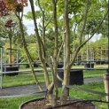 Parrotia persica - 4