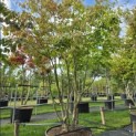 Parrotia persica - 3