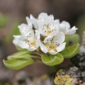 Pyrus c. 'Conference' - impressie bloesem