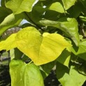 Catalpa bignonioides 'Aurea' - 9