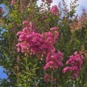 Lagerstroemia indica 'Rosea' - 3