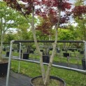 Acer palmatum 'Skeeter's Broom' - 1