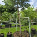 Pinus nigra subsp. Nigra - 5