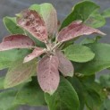 Malus domestica 'Maypole' - Foto 4