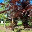 Fagus sylvatica 'Atropunicea' - 975 in 2022