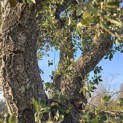 Quercus Suber - 10