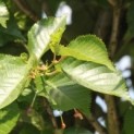 #106 Prunus Umineko Chinesische Kirsche