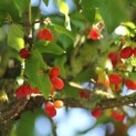 Cornus mas, gele kornoelje