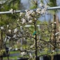 Magnolia stellata - 2