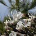 Magnolia stellata - 1