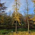 Ginkgo biloba - 2024