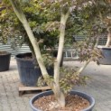 Acer palmatum 'Matsukaze' - 3