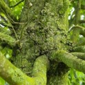 Carpinus betulus 'Frans Fontaine'   (Fastigiata) - Foto 2