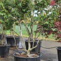 Parrotia persica - 1