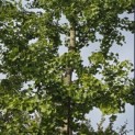 Ginkgo biloba - 3