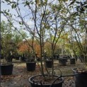 Amelanchier lamarckii - 4