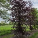 Fagus sylvatica 'Atropunicea' - 4
