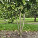 Magnolia 'Lennei' - 1