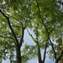 Gleditsia triacanthos ‘Inermis' - 6
