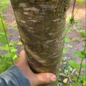 Prunus domestica 'Bleue de Belgique' - Foto 2