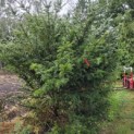 Taxus Baccata - kale onderkant en brede kroon