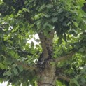 Tilia platyphyllos - Foto 3