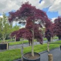 Acer palmatum 'Garnet' - 6