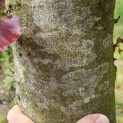Fagus sylvatica 'Atropunicea' - 3