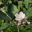 Malus domestica 'Rode Boskoop' - Foto 2