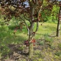 Fagus sylvatica 'Atropunicea' - 4