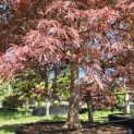 Acer palmatum 'Garnet' - Foto 5