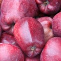 Malus domestica 'Starking Delicious' - Foto 2