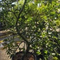Malus domestica 'Starking Delicious' - Foto 1
