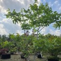 Juglans regia - 4